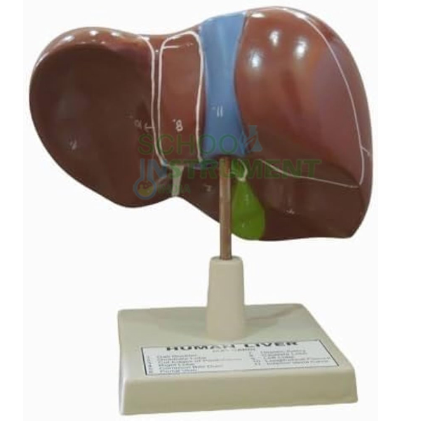 Human Model - Liver, on Stand, Big