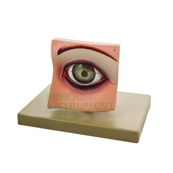 Human Eye Model with Eyelids
