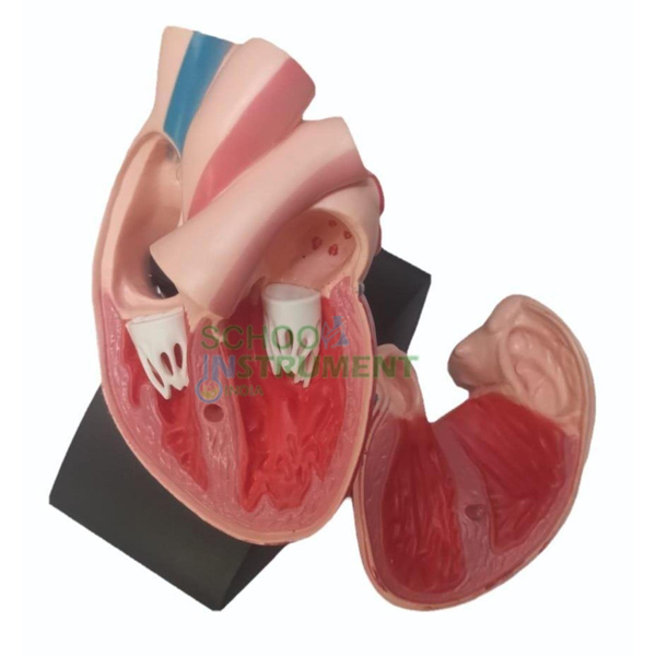 Human Heart (made of ABS)