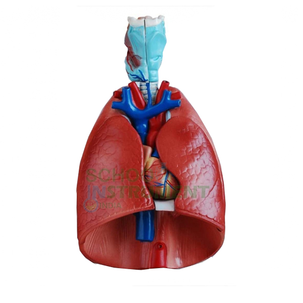 Human Lungs With Heart