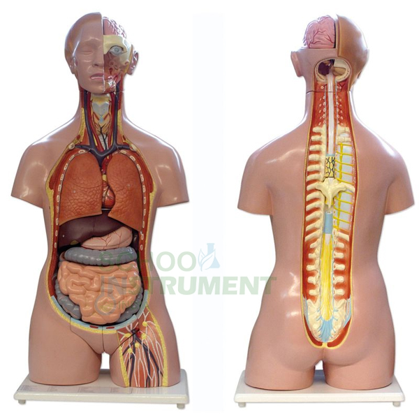 Human Torso with Interchangable Sex Organs, Muscles and Open Back, 23 Parts
