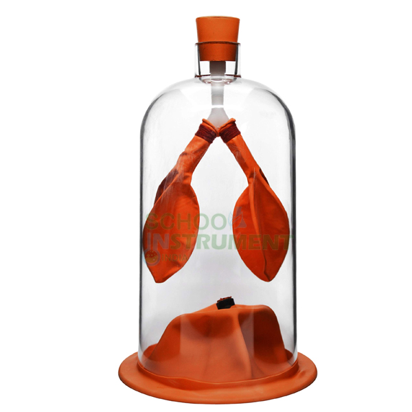 Human Lung Demonstration Model