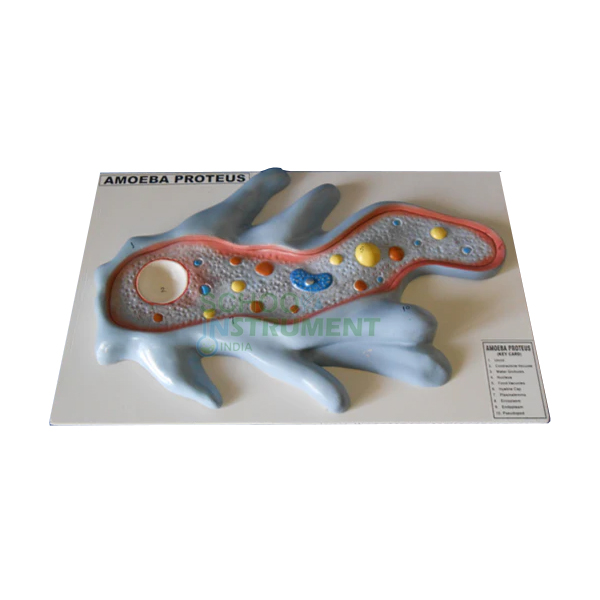 Amoeba Model, Superior