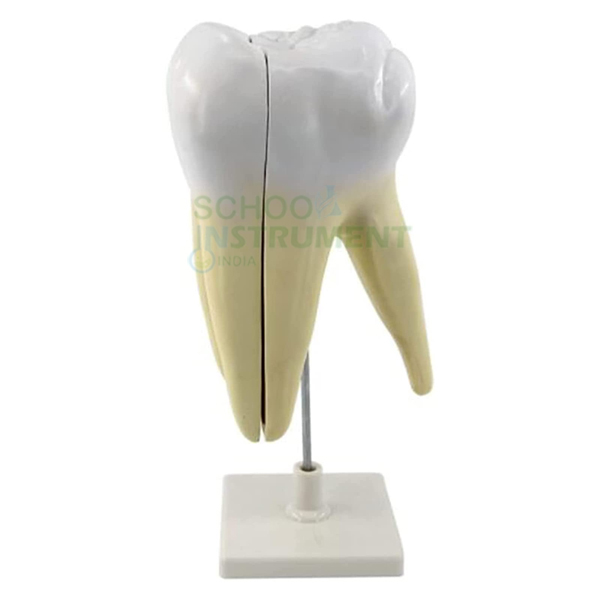 Human Teeth Model, Lower Molar with One Root