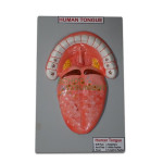 Human Model - Tongue, on Base