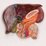 Human Liver With Gall Bladder