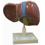 Human Model - Liver, on Stand, Big