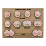 Animal Mitosis Model, Small