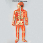 Human Nervous System