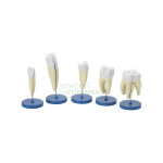 Human Tooth Set