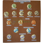 Forms of Bacteria Model