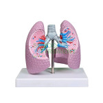 Human Lung