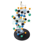 Protein Structure Model