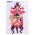 Model, Rat Dissection