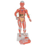 Human Model - Muscle on Board, Small