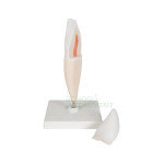 Human Teeth Model, Incisor