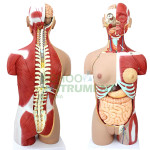 Human Torso with Muscles and Open Back, 27 Parts