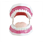 Human Teeth Model, Dental Care