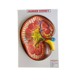 Human Model - Kidney, on Board