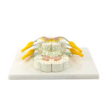 Human Vertebral And Partial Spinal Cord